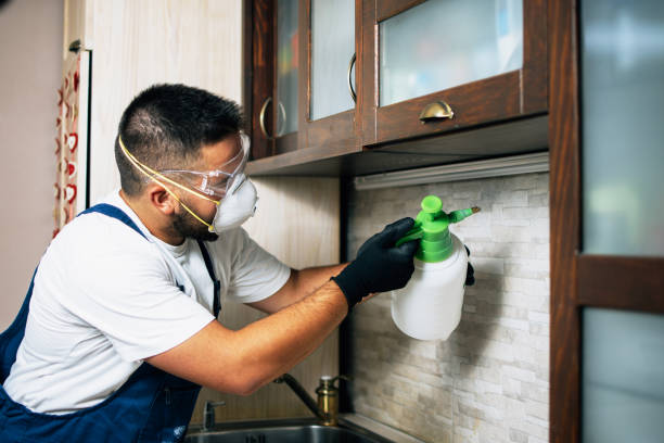 Best Wasp Removal Services  in Alliae, NC