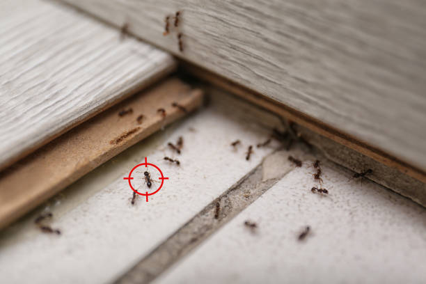 Best Pest Inspection Near Me  in Alliae, NC