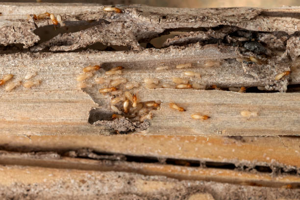 Best Rat Extermination Near Me  in Alliae, NC