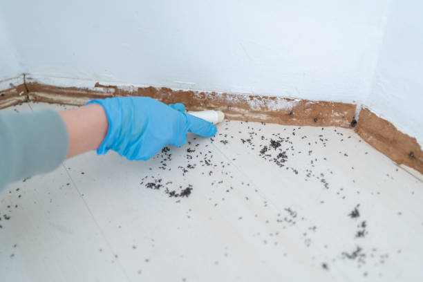 Best Emergency Pest Control  in Alliae, NC